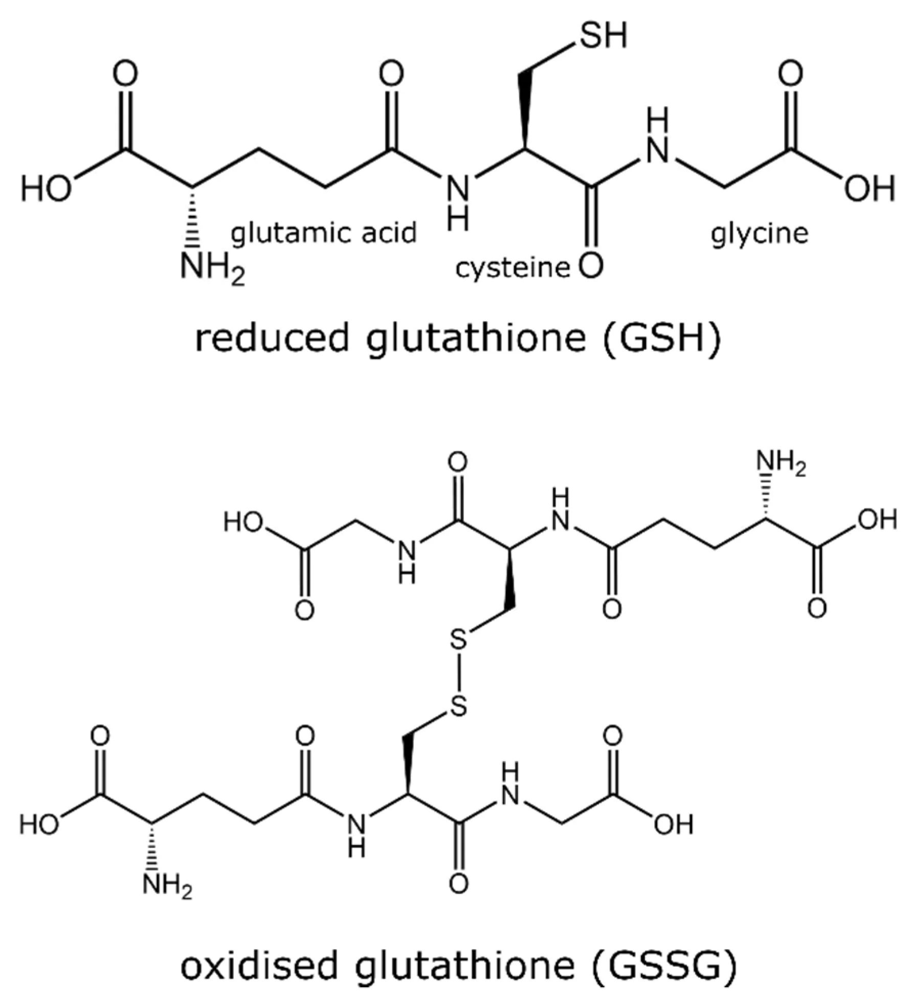 Struktur von Glutathion (GSH) und Umwandlung in GSSG