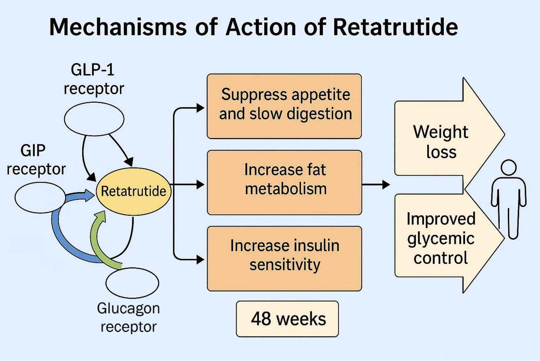 Retatrutid: Wirkmechanismus über GLP-1-, GIP- und Glucagon-Rezeptoren