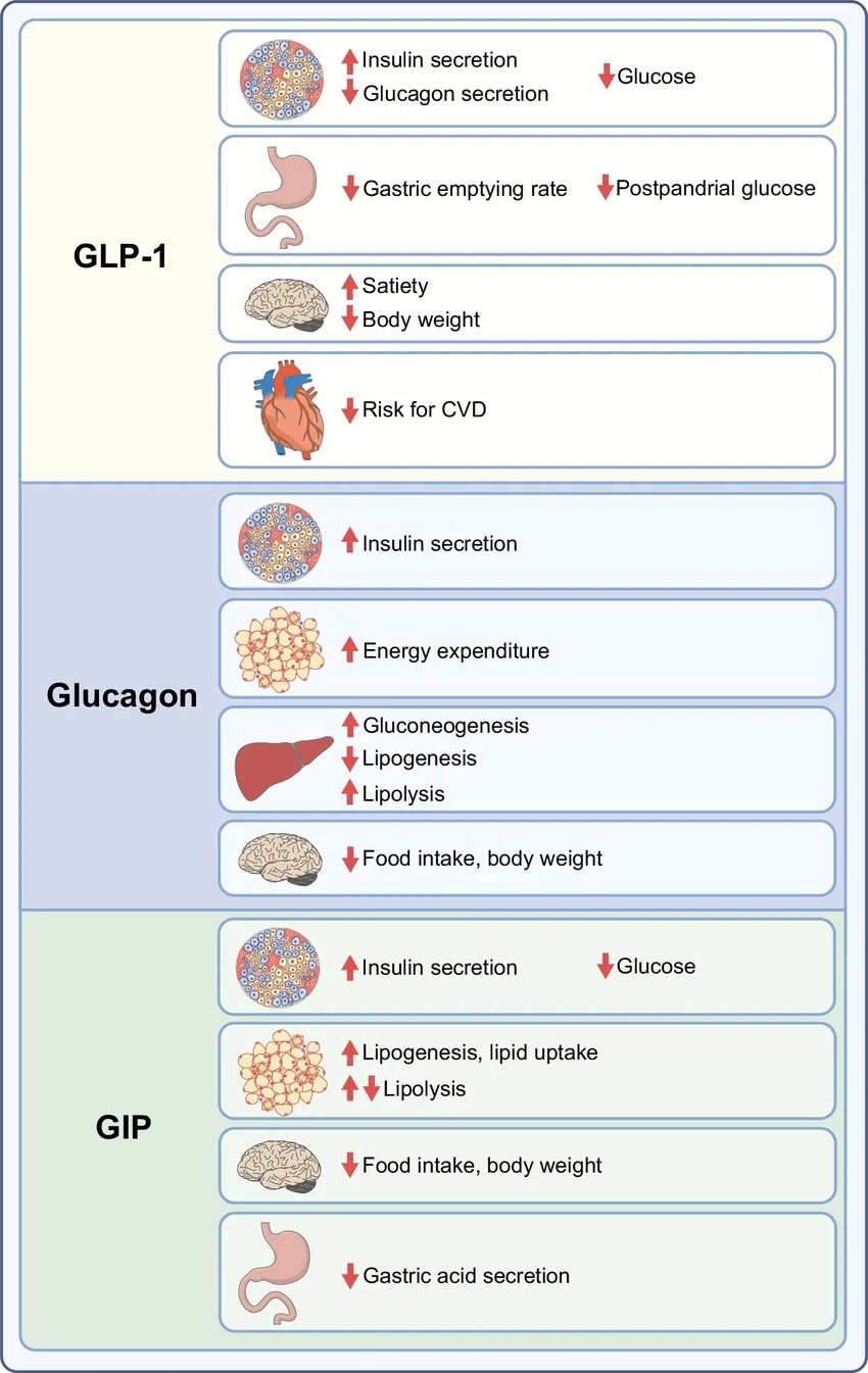 Wirkmechanismen an den GLP-1-, GIP- und Glukagon-Rezeptoren